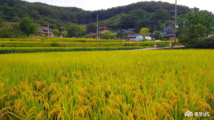 [사람세상]농지화 작가 '이만우'의 터전, '상왕동'을 함께 걸으며 아련한 추억 속으로