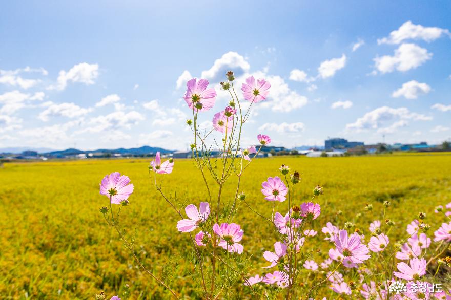 논산시 부적면 철길 옆 코스모스 사진 촬영지 사진