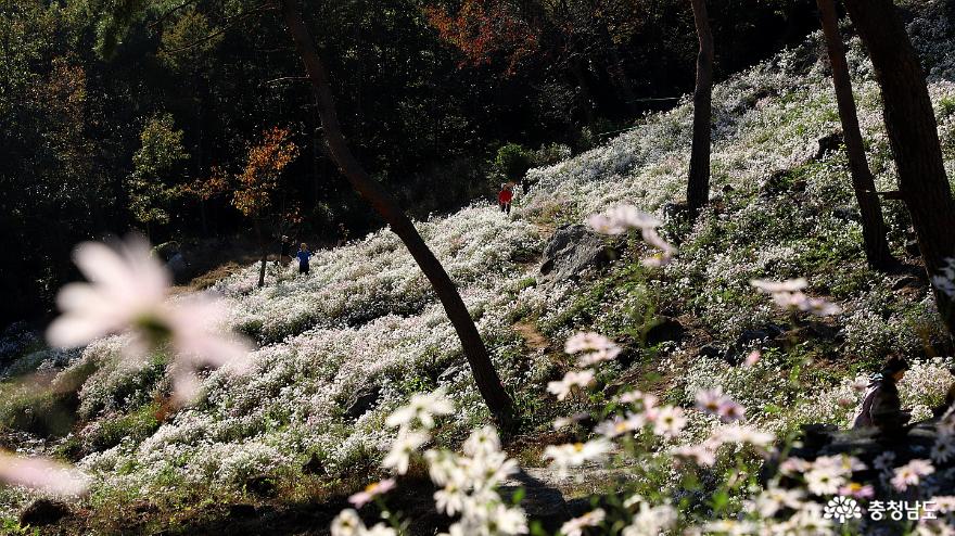 [공주 여행] 구룡사 구절초 축제는 끝나가지만 구절초 꽃은 지금도 한창 사진