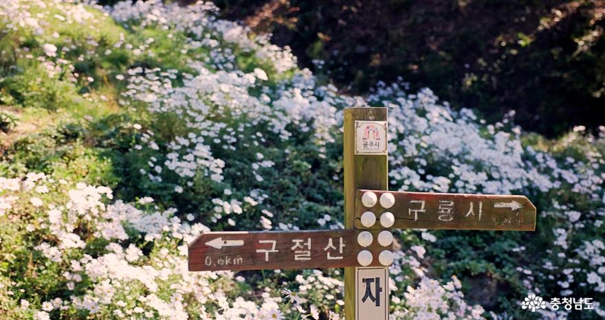 가을꽃이한창인공주가을여행구룡사구절초유구핑크뮬리정원 3