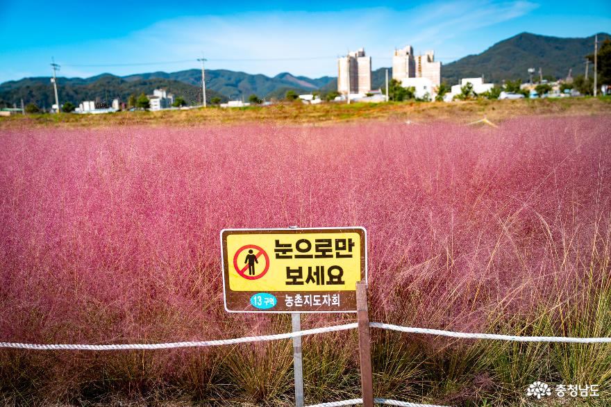 가을꽃이 한창인 공주가을여행 구룡사구절초&유구핑크뮬리정원 사진