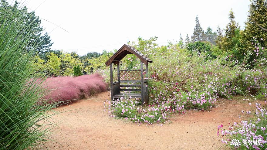 팜파스 그래스, 핑크뮬리가 아름다운 태안 청산수목원 사진