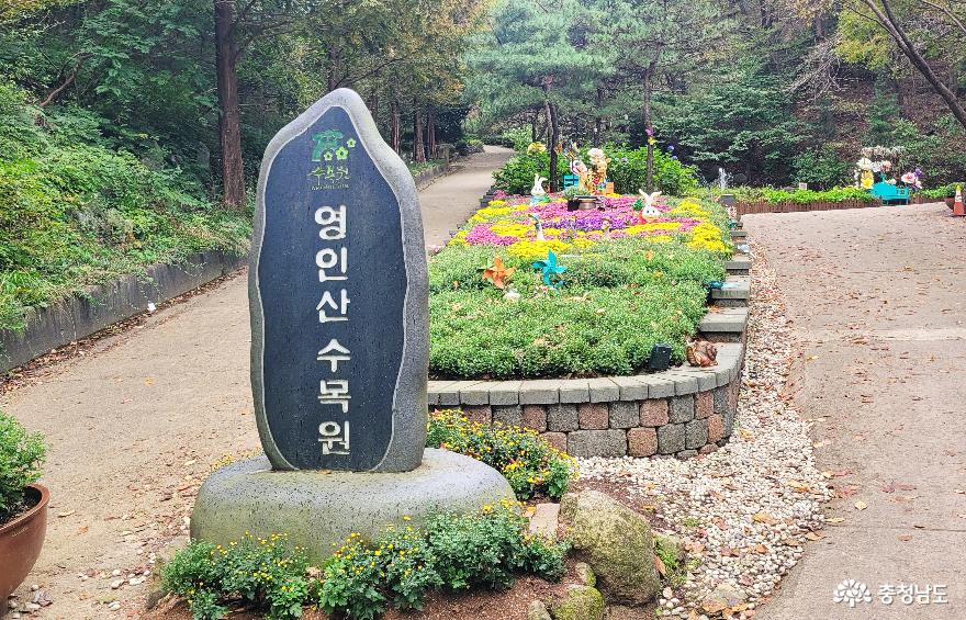 충남 아산시 영인산 수목원 국화전시장 2.