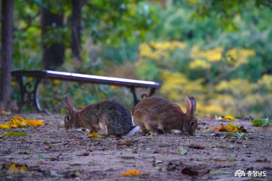 광복루 인근에서 놀고 있는 토끼들