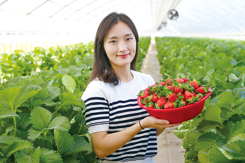 오다영 청년농부가 직접 재배한 딸기를 선보이고 있다.                                                                          사진/최현진 