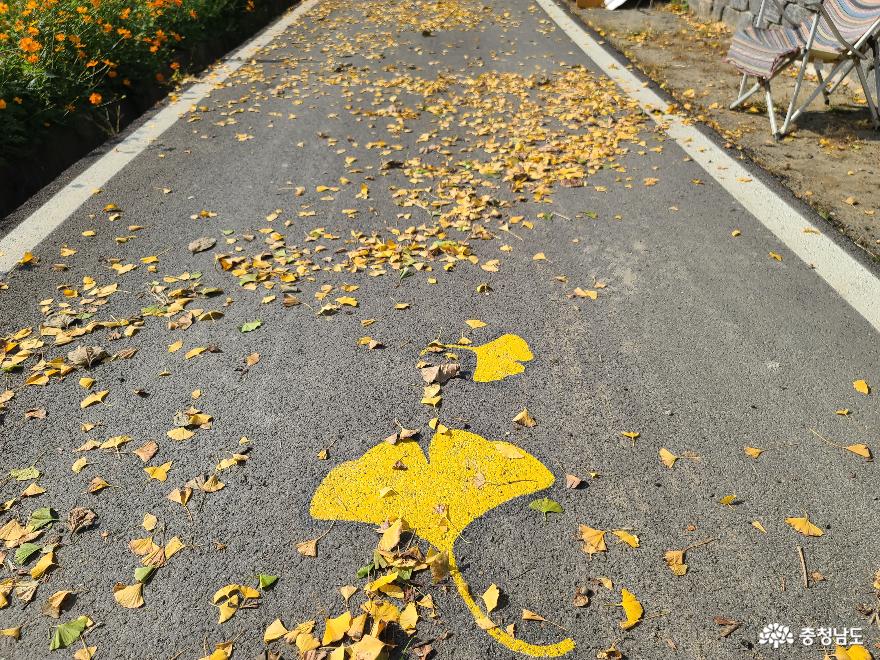 노란색 은행잎으로 물들어가는 보령 청라은행마을 사진