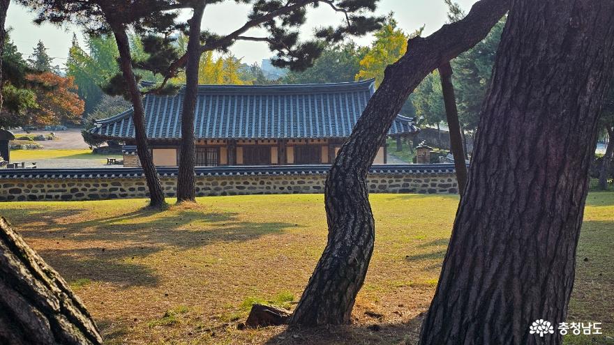 김대건 생가와 소나무의 절묘한 앙상블
