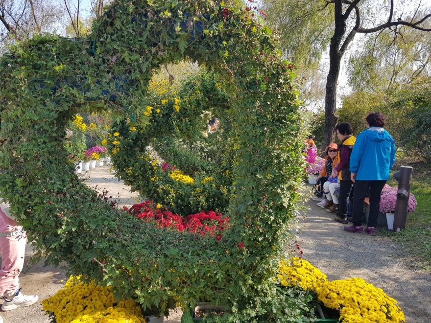궁남지에 피어나는 천만송이 국화꽃의 향연, 부여 국화축제 사진