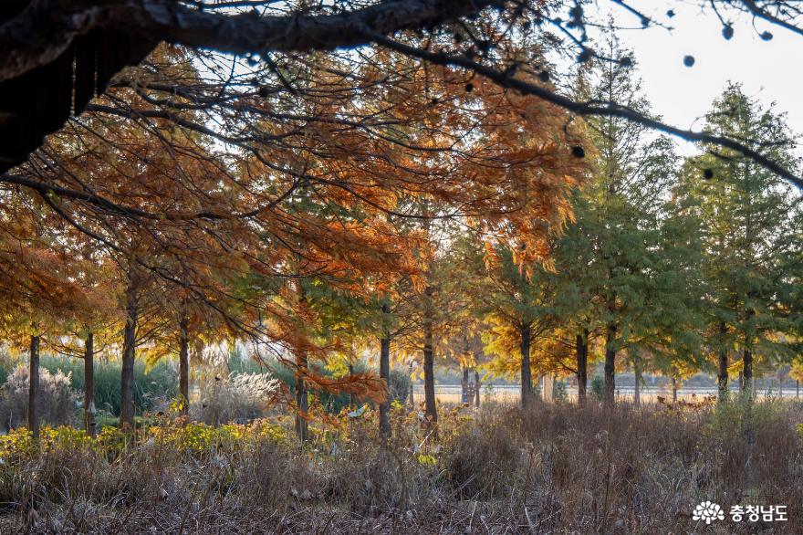 태안 청산수목원의 가을 사진