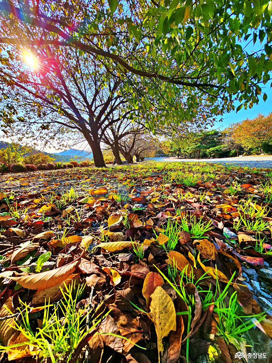 가을 사찰풍경-각원사 사진