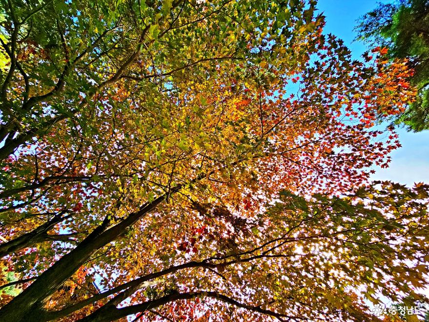 가을 사찰풍경-각원사 사진