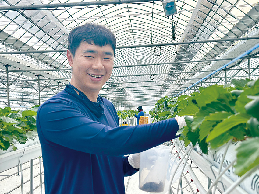 김길용 소담대표가 배지내EC(비료·염료 농도)를 측정하기 위해 시료를 채취하고 있다.