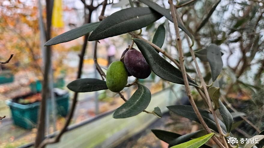 고대 올리브 열매
