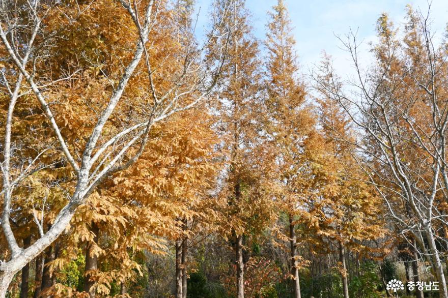 알록달록 가을 정취가 물씬 풍기는 태안 팜카밀레 사진