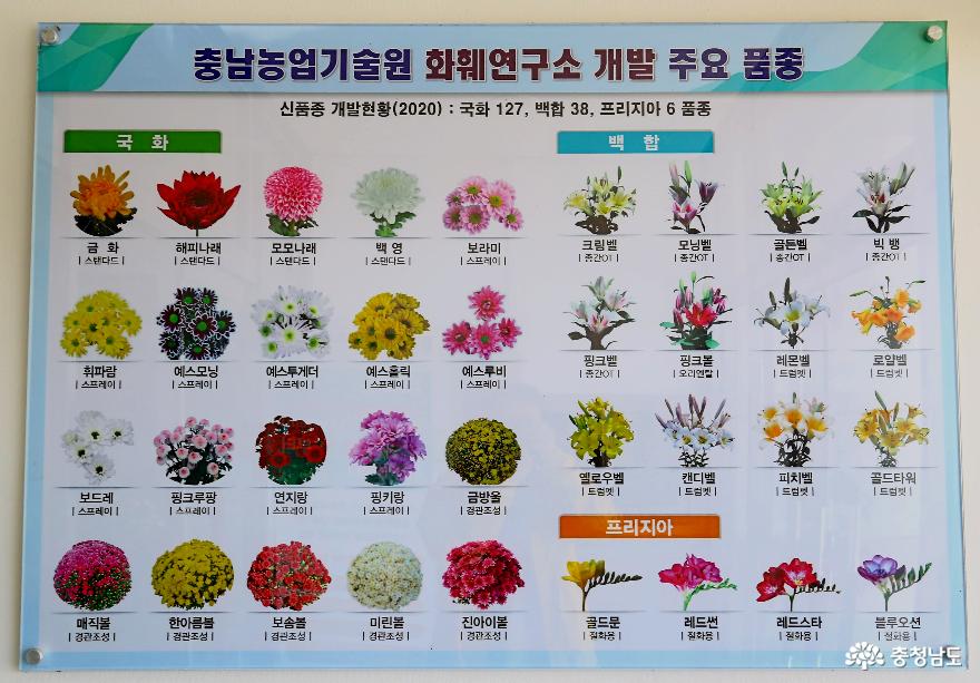 충남농업기술원 화훼연구소 국화신품종 127품종 육성 사진