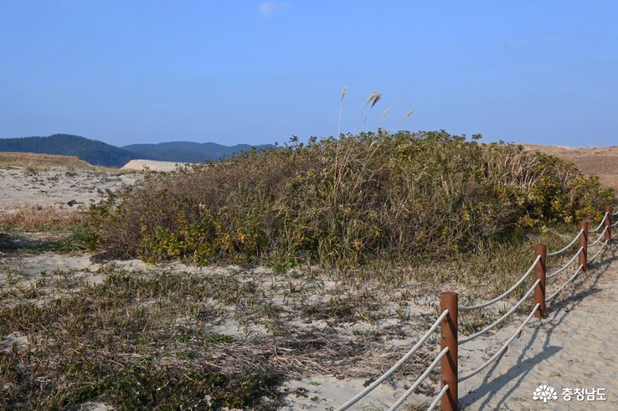 태안 여행지 추천 국내 최대 사구인 신두리 해안사구 사진