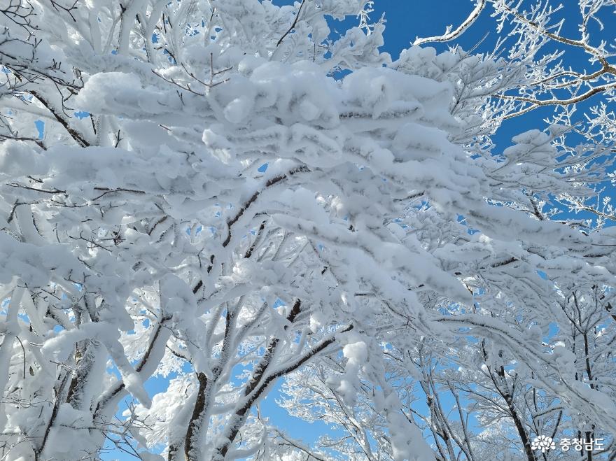 하얀눈꽃모자쓴광덕산겨울풍경 11