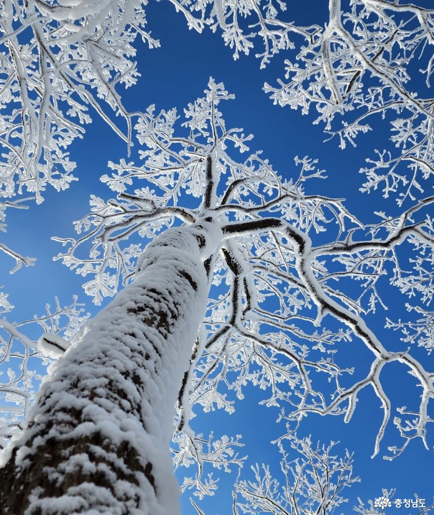 하얀눈꽃모자쓴광덕산겨울풍경 14