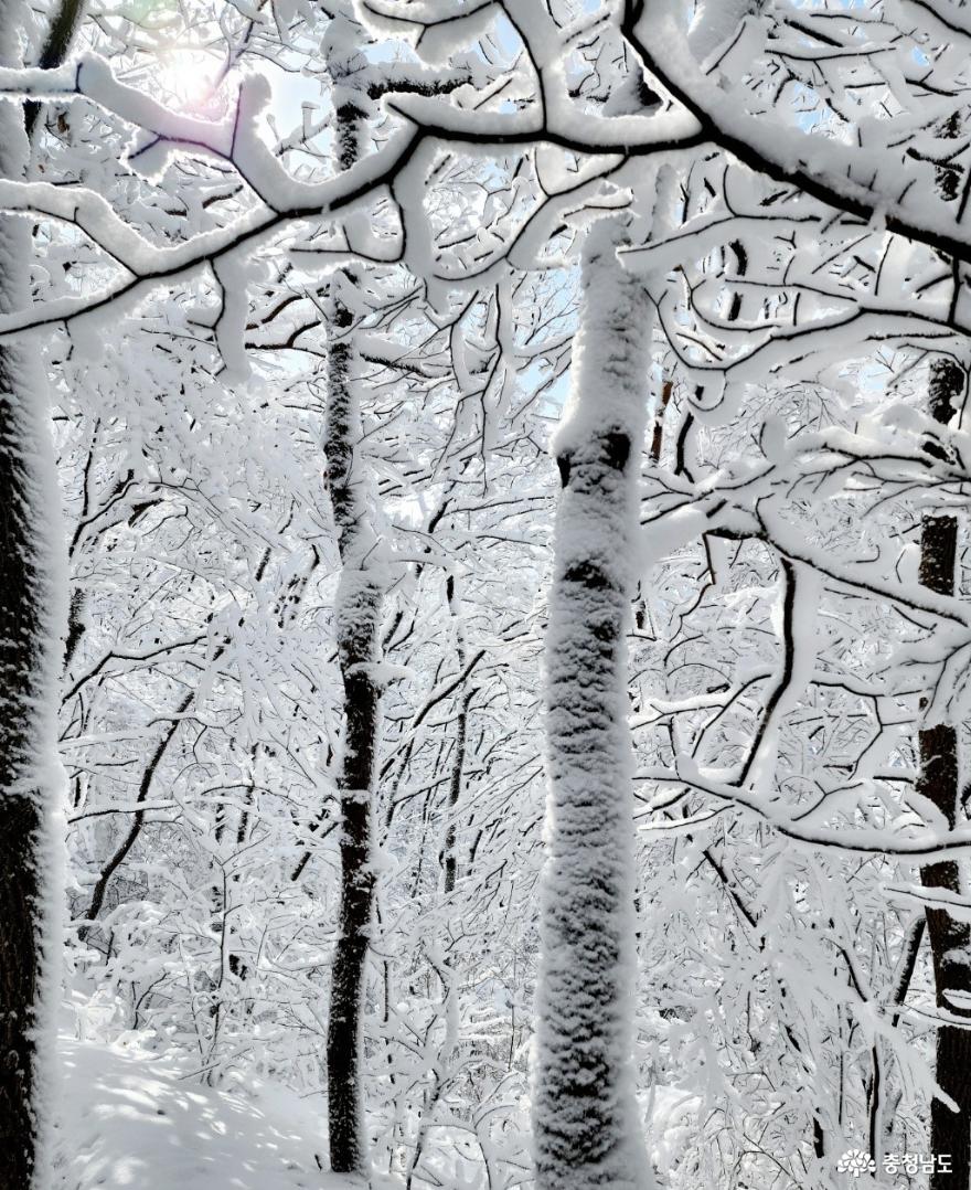 하얀눈꽃모자쓴광덕산겨울풍경 15