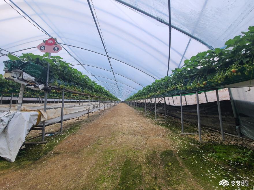 깨끗하고 친환경 재배의 딸기 따기 체험장