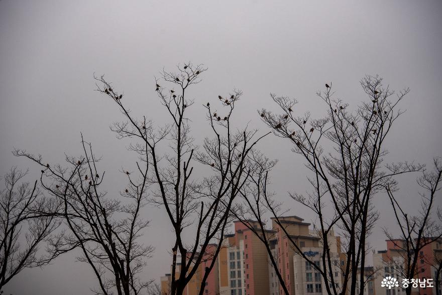 내포신도시 홍예공원의 고즈넉한 겨울 풍경 사진