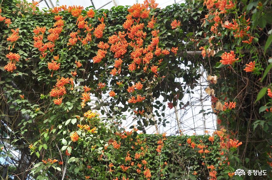 한겨울에도 다양한 꽃을 마주할 수 있는 아산 세계꽃식물원