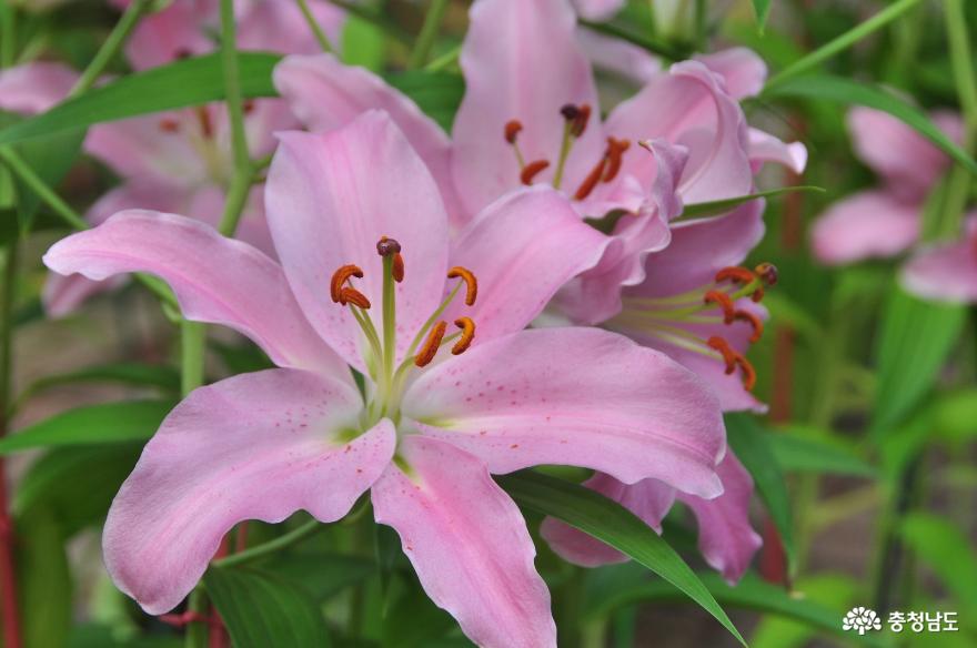 한겨울에도다양한꽃을마주할수있는아산세계꽃식물원 4