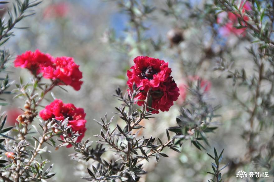 한겨울에도다양한꽃을마주할수있는아산세계꽃식물원 10