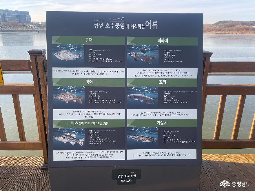 성성 호수공원 내 서식하는 어류를 소개하는 안내판