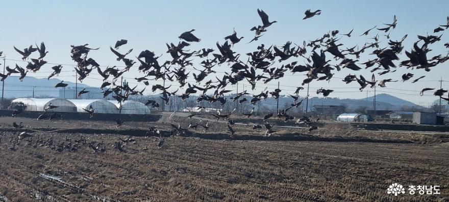 겨울 철새 이자 멸종위기&천연기념물 큰고니가 돌아왔다. 농경지에 날아온 겨울 진객들 사진