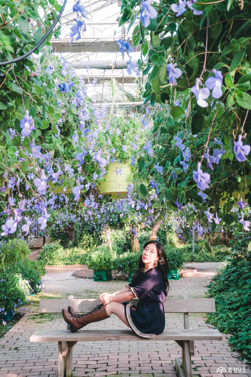 가장 먼저 이른 봄을 느낄 수 있는 아산 세계꽃식물원 사진
