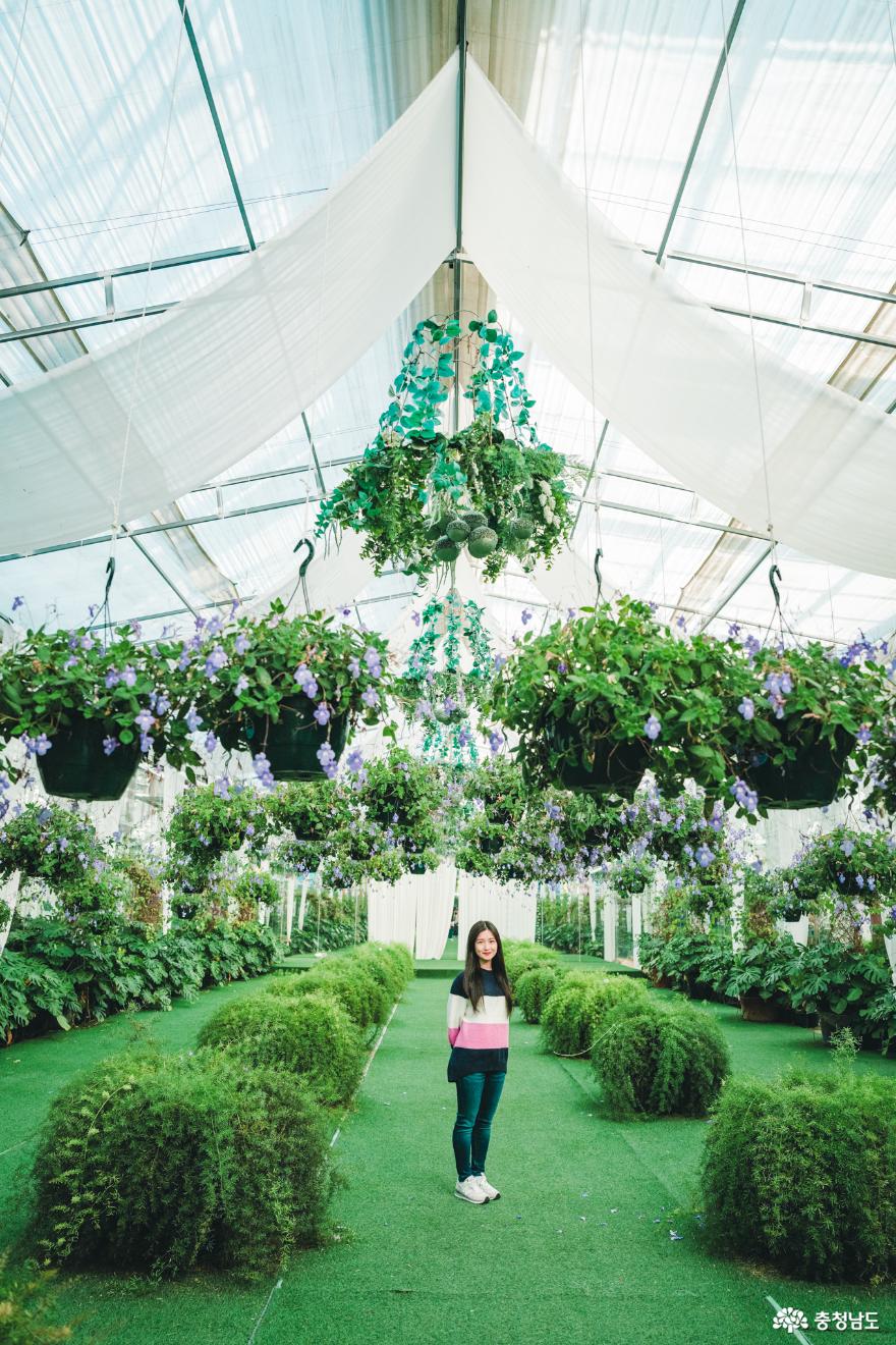 가장 먼저 이른 봄을 느낄 수 있는 아산 세계꽃식물원 사진