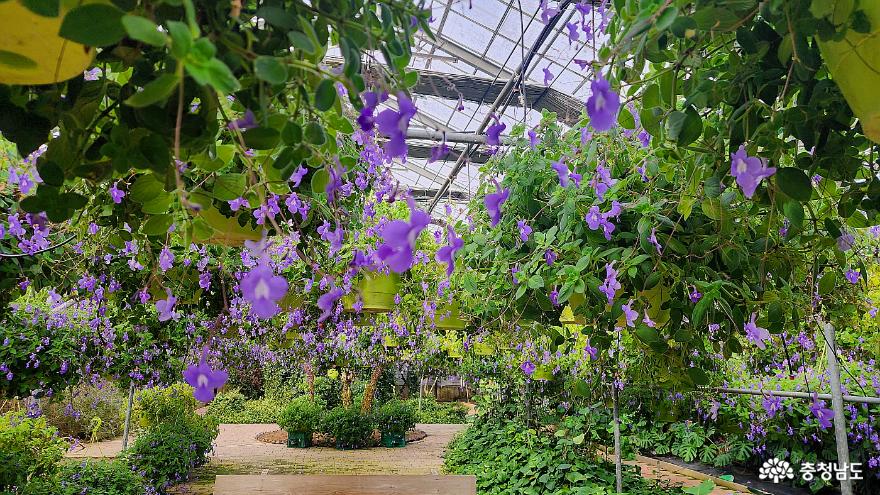 봄을 빨리 만나고 싶으시다면 아산 세계꽃식물원으로 가보세요