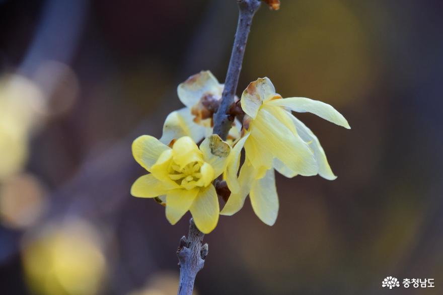 봄을 부르는 천리포수목원에 피어난 납매와 겨울꽃들