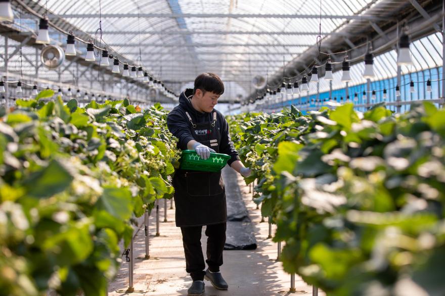 스마트한 관리 딸기 재배 고수로 거듭나는 청년농부