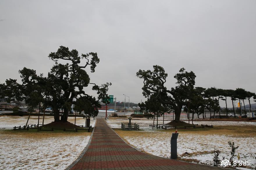 하얀색으로 채색된 서산 송곡서원(瑞山 松谷書院)과 향나무 두 그루 사진