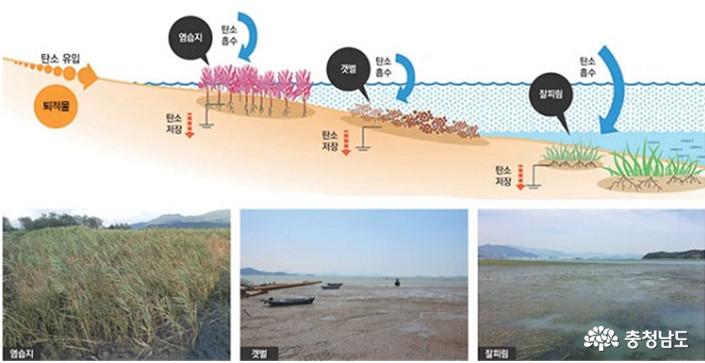 해양 생태계 탄소 저장의 예(출처: 해양수산부)