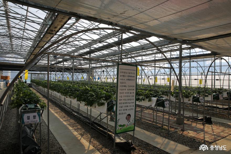 충남의 지역특화 작목 딸기를 연구하는 계룡시 농업기술센터 사진