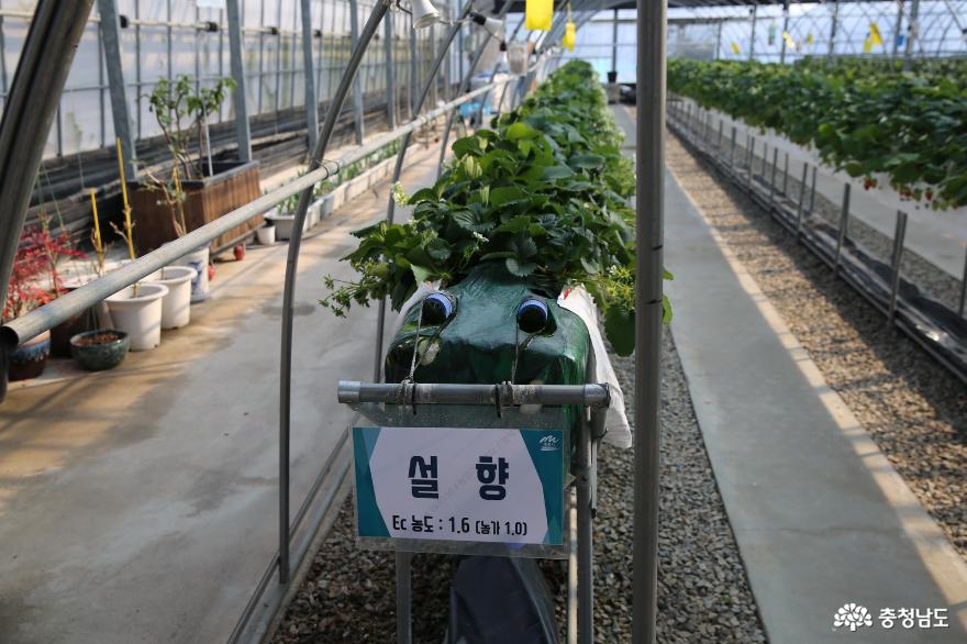 충남의지역특화작목딸기를연구하는계룡시농업기술센터 6