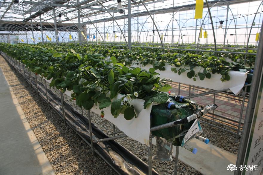 충남의지역특화작목딸기를연구하는계룡시농업기술센터 7