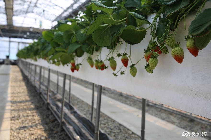 충남의 지역특화 작목 딸기를 연구하는 계룡시 농업기술센터 사진