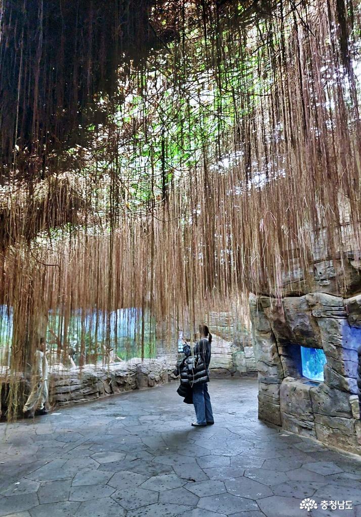 열대우림에 서식하는 다채로운 동식물을 만날 있는 국립생태원 에코리움 열대관에서 사진