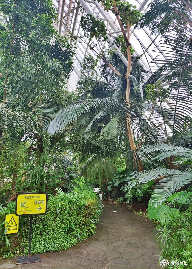 열대우림에 서식하는 다채로운 동식물을 만날 있는 국립생태원 에코리움 열대관에서 사진