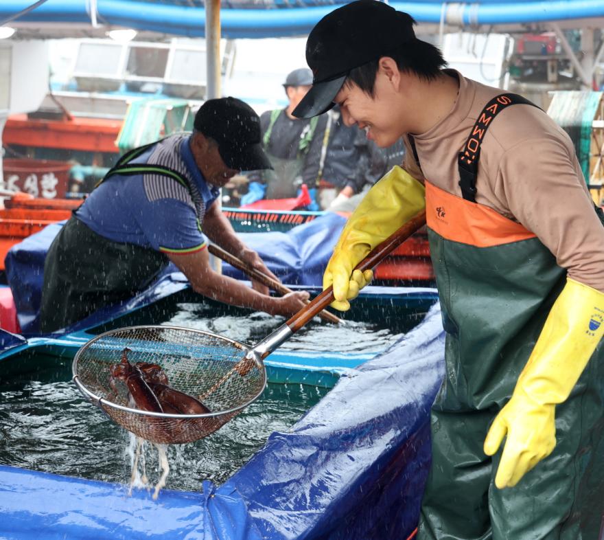 오징어 황금어장 된 신진도서 첫 ‘오징어축제’ 열린다