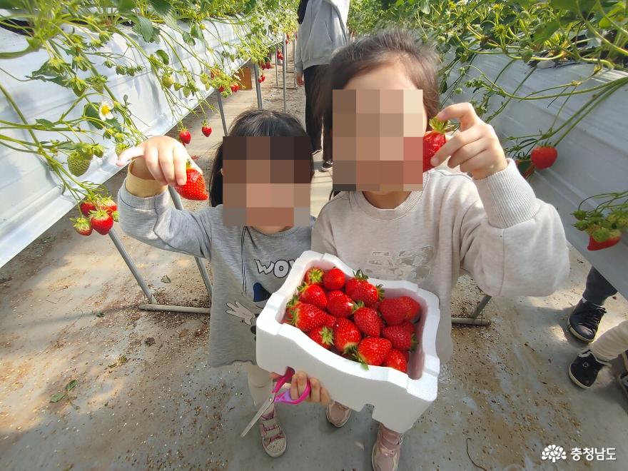 충남 논산 ‘온누리농장’에서 상큼한 딸기도 맛보고, 아이와 즐거운 수확 체험도 하고! 사진