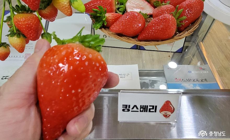 논산딸기축제를맞아방문한논산시농업기술센터 14