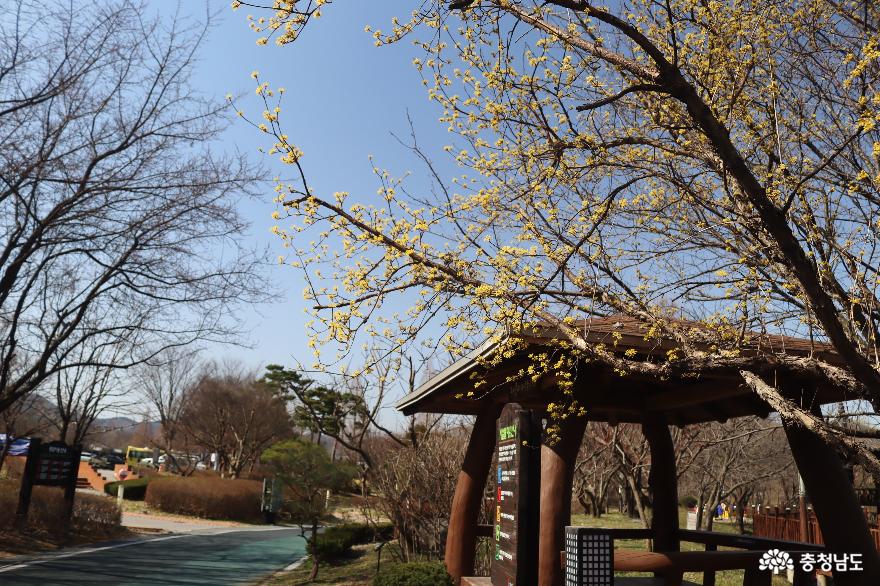 봄빛가득한신정호수공원 8