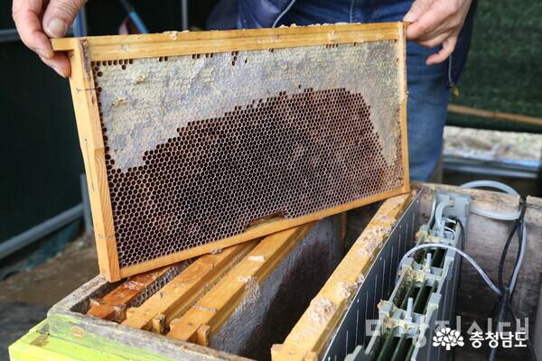 계속되는 꿀벌 실종…어떻게 막아야 하나