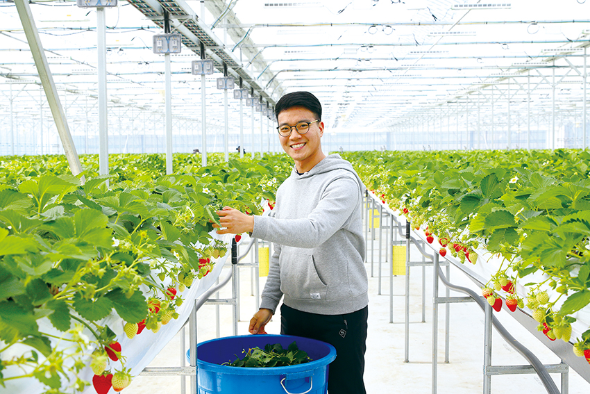부여의 스마트팜 온실에서 딸기를 재배하는 김영웅 씨는 농업인이 매력있고 명예로운 직업이라는 자부심으로 가득하다.            /도정신문팀