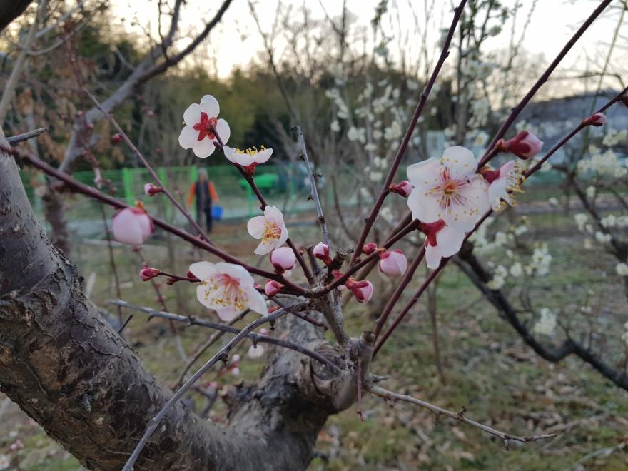 더욱 기대되는 제18회 주산벚꽃축제를 소개합니다. 사진